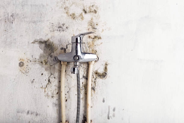 Reliable Vandenberg Village, CA Mold Removal Solutions