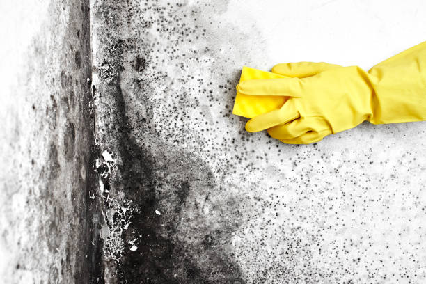 Best Fast Mold Removal  in Vandenberg Village, CA