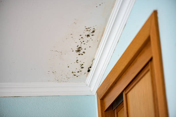 Mold Removal and Inspection in Vandenberg Village, CA
