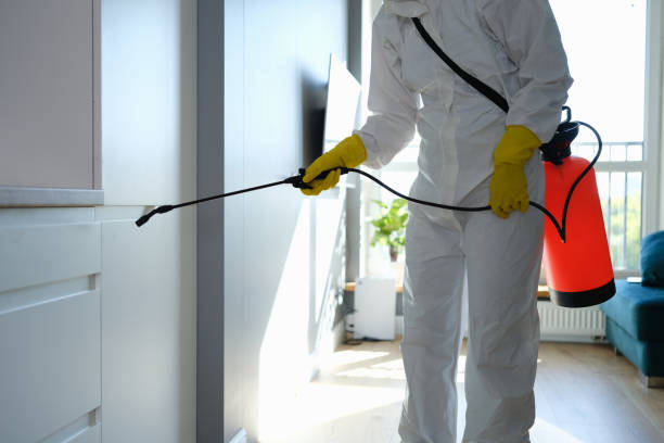 Best Affordable Mold Removal  in Vandenberg Village, CA