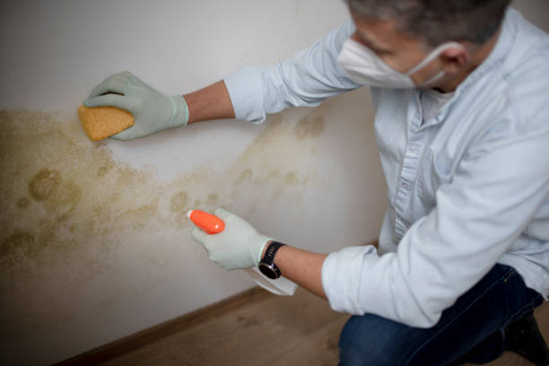 Best Black Mold Removal  in Vandenberg Village, CA