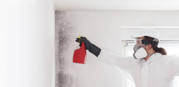 Best Local Mold Removal Service  in Vandenberg Village, CA