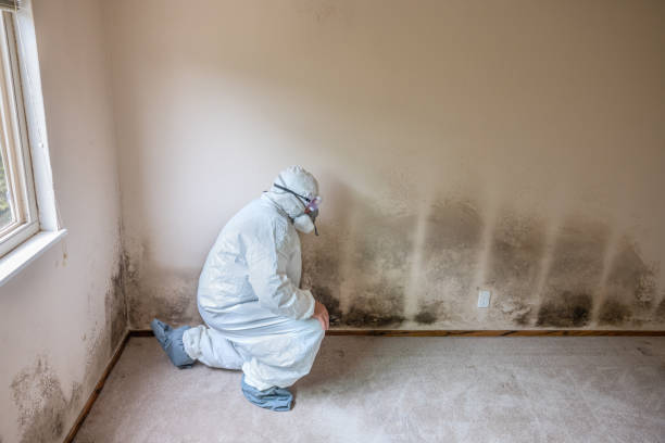 Best Mold Removal and Inspection  in Vandenberg Village, CA