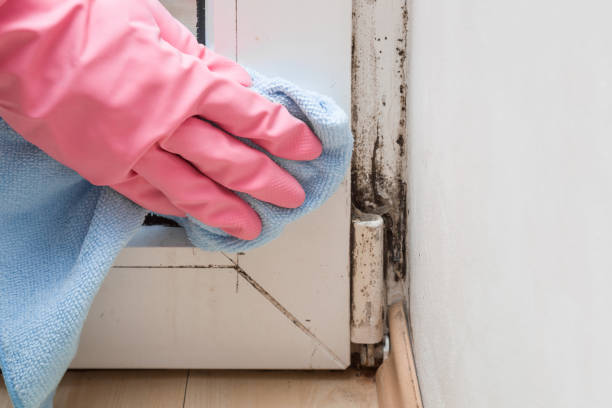 Best Toxic Mold Removal  in Vandenberg Village, CA