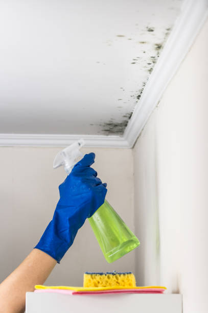 Mold Testing and Removal in Vandenberg Village, CA